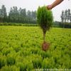 超低價(jià) 綠化苗木 灑金柏 庭院綠化柏樹花木基地