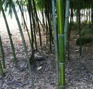 供應1-2CM茶稈竹