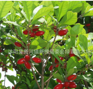 神秘果樹苗 神秘果盆栽 國寶級珍貴植物 神秘果 神秘果苗 夢幻果