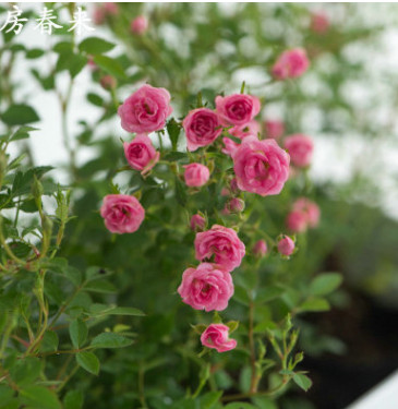 日本超微 新品種日本月季多季節重復開花辦公室花園盆栽