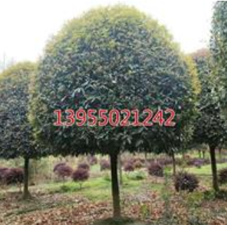 安徽滁州高桿桂花大量低價供應