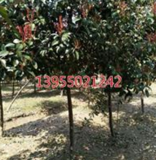 安徽滁州紅葉石楠樹規(guī)格齊全價格優(yōu)惠