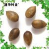 大量出售 正宗園林綠化楠樹種子 小葉楨楠種子常綠綠化楠木種子