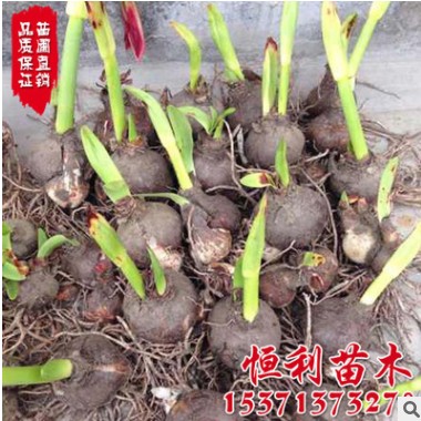 荷蘭風信子種球