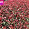 紅葉石楠 紅羅賓 綠籬 灌木 球類 花壇 綠化工程 基地直銷 量大