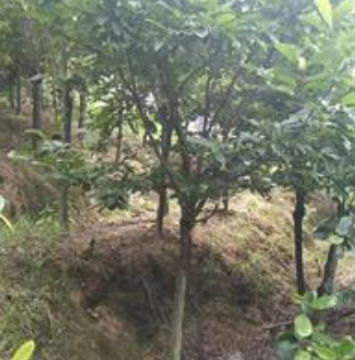 湖南紫玉蘭介紹/特征/用途