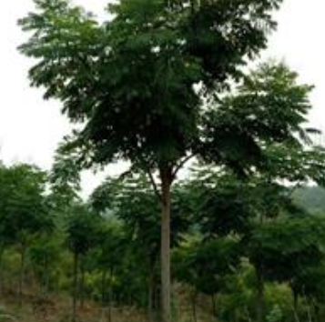 湖南供應黃山欒樹規(guī)格齊全