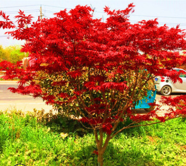 紅楓樹(shù)苗 日本紅楓紅舞姬苗 美國(guó)紅楓 四季紅楓苗盆栽 庭院綠化苗