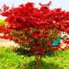 紅楓樹(shù)苗 日本紅楓紅舞姬苗 美國(guó)紅楓 四季紅楓苗盆栽 庭院綠化苗