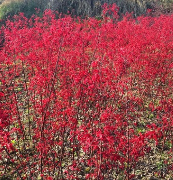 日本紅楓小 紅舞姬基地直銷 花灌木產(chǎn)地批發(fā)價(jià)格 60-80CM高