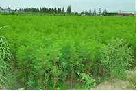 浙江地區供應池杉小苗