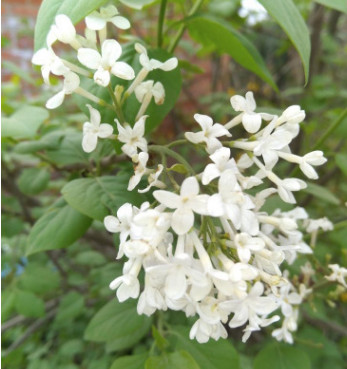 白丁香 苗圃批發(fā)價格 花灌木 園林綠化植物 庭園觀賞 用作鮮切花