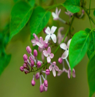 批發(fā)工程綠化苗木紫丁香苗 叢生丁香苗 嫁接獨桿丁香樹丁香花基地