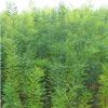 綠化苗木批發(fā) 國槐樹苗 國槐小苗 速生國槐苗 大小規(guī)格齊全成活高