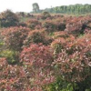 供應大量紅葉石楠