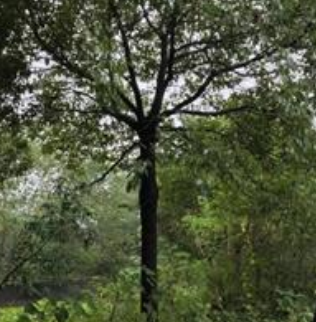 供應(yīng)香樟，移栽苗，香樟10-50公分