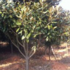 供應廣玉蘭、5公分廣玉蘭、6-15公分廣玉蘭