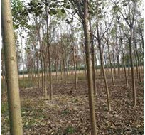 供應楸樹、國槐、法桐、欒樹、白蠟、復葉槭、金絲楸、五角楓