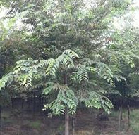 出售7/8/9/10CM樸樹