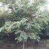 出售7/8/9/10CM樸樹