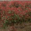 紅葉石楠