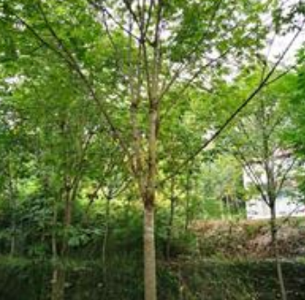 陜西漢中大量供應七葉樹