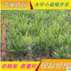 基地優(yōu)質(zhì)白皮松 白皮松價(jià)格白皮松基地白皮松樹苗