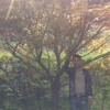 浙江長興中國紅楓介紹/特征/用途