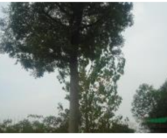 移載大規(guī)格櫸樹供應(yīng)/移載大規(guī)格櫸樹圖片