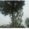 移載大規(guī)格櫸樹供應(yīng)/移載大規(guī)格櫸樹圖片