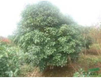 桂花報價/浙江桂花報價