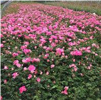 南陽(yáng)地區(qū)供應(yīng)應(yīng)粉色豐花月季、藤本月季