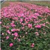 南陽(yáng)地區(qū)供應(yīng)應(yīng)粉色豐花月季、藤本月季