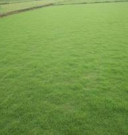 百慕達草坪降價了 百慕達草皮降價了