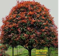 精品獨桿紅葉石楠樹基地直銷