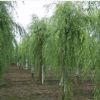 垂柳