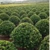 基地批發金森女貞球 女貞球 風景金森女貞樹 園林綠化金森女貞球