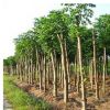 【大毅苗木】供應(yīng)欒樹 搖錢樹 各種規(guī)格齊全 量大優(yōu)惠