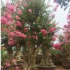 福建紫薇樹樁產(chǎn)地批發(fā) 紫薇盆景 嫁接紫薇 造型紫薇 紫薇樁景