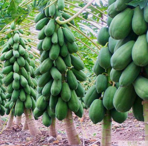 番木瓜種子海南紅心木瓜籽營養豐富的庭院陽臺果樹種四季易種20粒