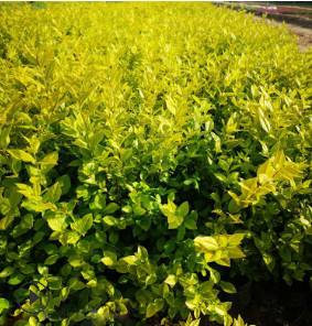 基地批發金葉女貞 綠化工程花木承接工程 量大優惠 黃葉女貞