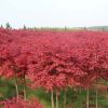 直銷綠化苗木 美國紅楓 樹苗庭院小區(qū)日本紅楓三季紅紅楓小苗批發(fā)