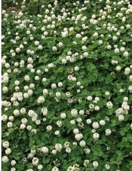 批發(fā)綠化草坪草種白三葉種車軸草三葉草果園種植綠化景區(qū)量大優(yōu)惠