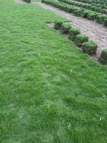 四川馬尼拉草坪 臺灣二號，耐旱耐寒耐踐踏四季青草坪大量批發(fā)