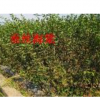 長期供應垂絲海棠，紅葉李