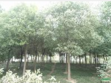 安徽香樟 烏桕*新報價/香樟 烏桕圖片