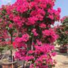 自然型紅花三角梅 室內紅色三角梅 庭院觀花綠植盆栽 廠家直銷