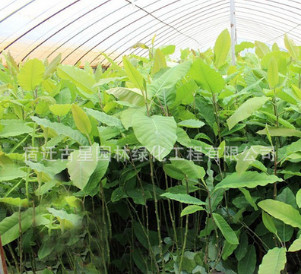 山玉蘭樹(shù)苗綠化苗木行道點(diǎn)綴庭院觀賞氣味芳香量大從優(yōu)山玉蘭直銷