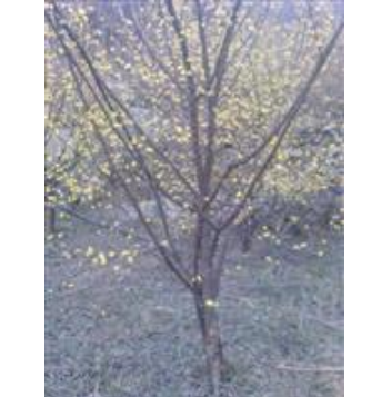 供應(yīng)各種規(guī)格山茱萸