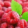 樹莓的功效與作用可美容養顏改善視力